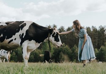 Benarkah Hewan Sapi Memiliki 4 Lambung di dalam Tubuhnya?
