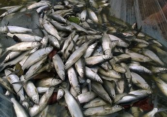 Banyak yang Tak Suka Karena Banyak Durinya, Padahal Ikan Bandeng Punya 5 Khasiat Ini! Salah Satunya Jaga Kesehatan Otak