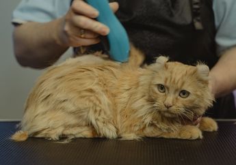 Hati-Hati Menular! Kenali Ringworm, Penyakit Kulit pada Kucing yang Disebabkan oleh Jamur