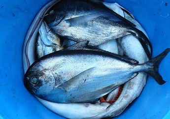 Tidak Perlu Coba-Coba Mengonsumsi 5 Jenis Ikan Ini, Bisa Membahayakan Tubuh
