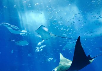 Mulai dari Ekornya yang Beracun sampai Tak Punya Kerangka Tulang, Ini 5 Fakta Unik Ikan Pari