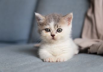 Kosakata Nama-Nama Baby Animal atau Anak Hewan dalam Bahasa Inggris