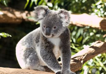Punya Sidik Jari yang Hampir Mirip dengan Manusia, Inilah 6 Fakta Unik Lainnya dari Koala Si Hewan Menggemaskan