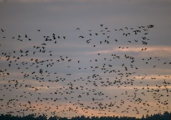 Kosakata Nama Kawanan Hewan atau Herd of Animals dalam Bahasa Inggris