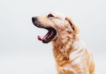 Benarkah Anjing Menguap Menandakan bahwa Sedang Mengantuk?