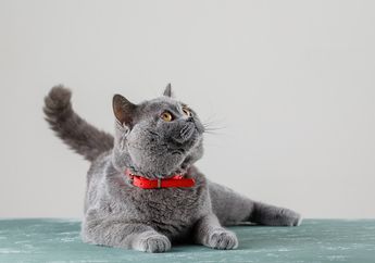Mengapa Kucing Tidak Boleh Minum Susu Sapi?