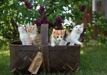Apa Manfaat Memberi Makan Rumput Segar bagi Kucing yang Dipelihara?