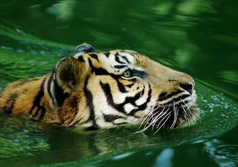 Apa Hobi Harimau?