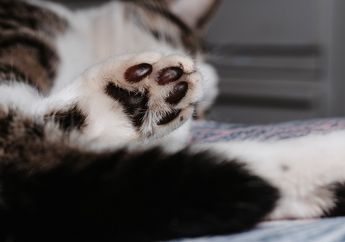 Jika Kucing Berkeringat, di Mana  Tempat Keluarnya Keringat Tersebut?