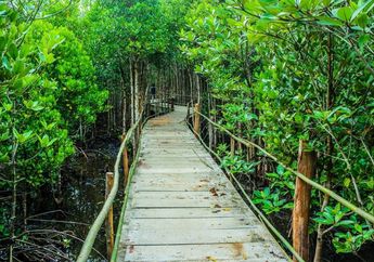 Cari Jawaban Kelas 4 Tema 4, Sebutkan Apa Saja Manfaat Hutan Bakau?