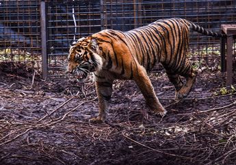 Setinggi Apa Harimau Sumatra dapat Melompat?