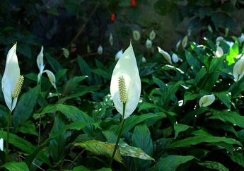 Ada Lidah Buaya hingga Palem, Ini 6 Tanaman Hias yang Miliki Manfaat untuk Kesehatan