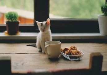 Bisa Berbahaya! 5 Jenis Makanan Ini Sebaiknya Tidak Diberikan ke Kucing Kucing, Salah Satunya Ikan Mentah