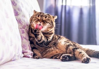 Memiliki Lidah yang Berpola Kasar, Apa Fungsi Lidah bagi Kucing?