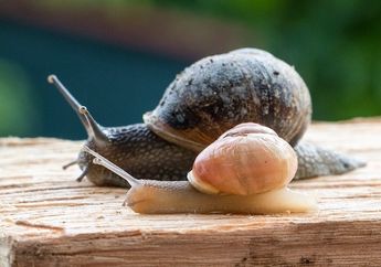 Apa Bedanya Siput dengan Bekicot? #AkuBacaAkuTahu