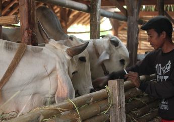 Jawab Soal Peternak Muda dari Malang, Kelas 4 Tema 6 Subtema 1