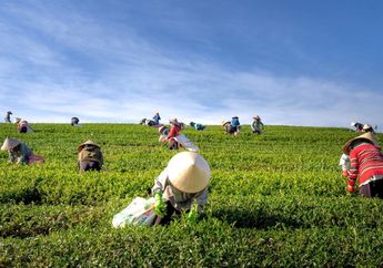 Contoh Kegiatan Ekonomi Masyarakat Indonesia di Bidang Agrikultur