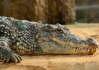 Apa Reptil Terbesar di Dunia?