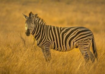 Bagaimana Suara Zebra?