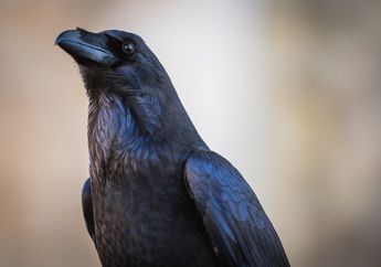 Dijuluki Burung Paling Cerdas di Bumi, Inilah 3 Fakta Unik dari Burung Gagak