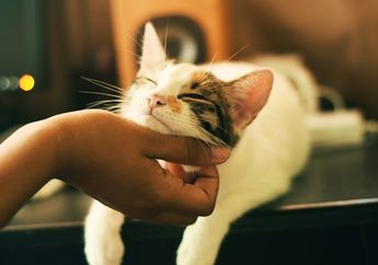 Jenis Kucing yang Biasa Dijadikan Peliharaan di Rumah #AkuBacaAkuTahu
