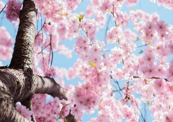 Benarkah Bunga Sakura Hanya Mekar dalam Waktu 1 Minggu Saja? 
