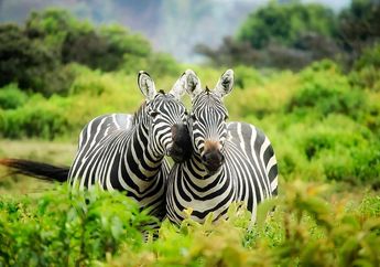 Terkenal dengan Kulit Belangnya, Zebra Miliki Warna Putih Garis Hitam atau Hitam Garis Putih?