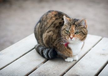 BERITA POPULER: Penyebab Kucing Marah kalau Ekornya Dipegang, hingga Fakta Unik Samudra Pasifik