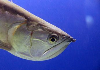 Apa Jenis Ikan Termahal di Dunia? 