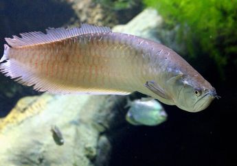 5 Jenis Ikan Arwana yang Dapat Dipelihara di dalam Rumah
