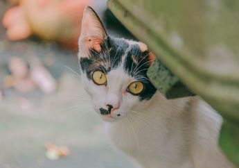 Ingin Pelihara Kucing? Cari Tahu dulu 7 Fakta Unik Kucing yang Jarang Diketahui Ini
