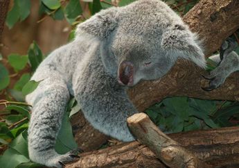 Punya Sidik Jari hingga Tidur 18 Jam Sehari, Ini 5 Fakta Unik Koala