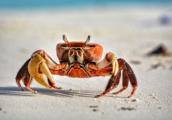 Bukan Hanya Ikan, 5 Hewan Ini Ternyata Juga Gunakan Insang untuk Bernapas