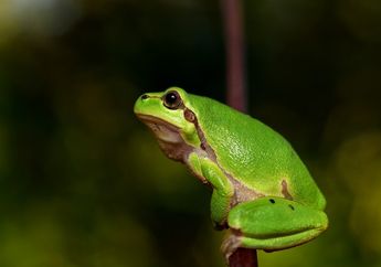 Baru Tahu! 5 Hewan Ini Ternyata Mempunyai Jantung Unik, Salah Satunya Katak