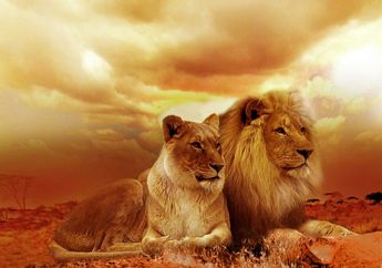 Apa Nama Hewan Campuran Singa dan Harimau?