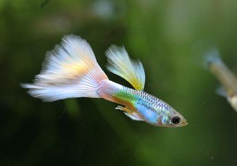 Jenis-Jenis Ikan Guppy Koi, Salah Satunya Guppy Platinum Koi