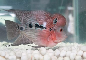 Asal Muasal dan Ciri-Ciri Ikan Louhan SRD