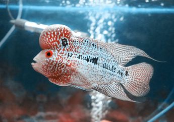 Digemari Peminat Ikan Hias, Inilah Jenis dan Ciri Ikan Louhan Cencu
