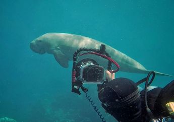 Benarkah Dugong Dianggap Inspirasi Dongeng Putri Duyung? #MendongenguntukCerdas