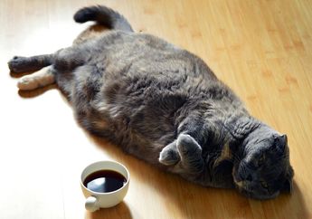 4 Risiko Kesehatan Kucing yang Terlalu Gemuk, Apa Saja?