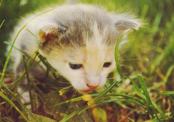 Kadang Bikin Bingung, tapi Sebenarnya 5 Perilaku Kucing yang Unik Ini Ada Alasannya! Salah Satunya Makan Rumput