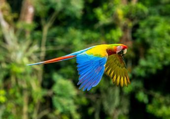 Ada yang Paling Cepat hingga Paling Cerdas di Bumi, Ketahui Fakta 5 Burung Ini, yuk!