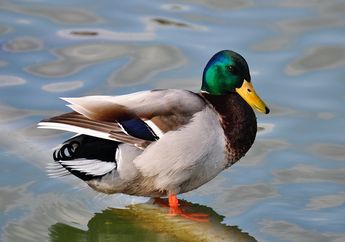 Meski Termasuk Unggas, Ini Perbedaan Bebek dan Angsa #AkuBacaAkuTahu