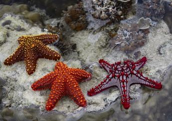 Dalam Bahasa Inggris Disebut Starfish, Apakah Bintang Laut Termasuk Ikan?