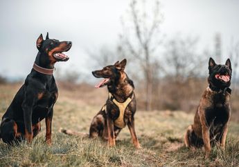 Ras Anjing Apa yang Lahir dengan Insting Melindungi Pemiliknya?