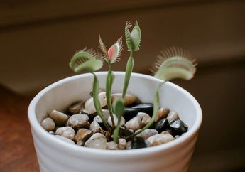 Bisa Dipelihara di Rumah, Inilah Cara Merawat Venus Flytraps, Tumbuhan Pemakan Serangga