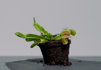 BERITA POPULER: Cara Merawat Tanaman Venus Flytraps hingga Cara Ampuh Usir Semut dari Stoples Gula