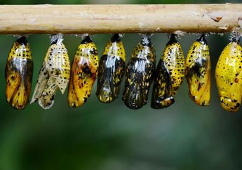 Perbedaan Metamorfosis Sempurna dan Metamorfosis Tidak Sempurna