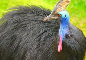 Jenis-Jenis Fauna Tipe Australis di Bagian Timur Indonesia
