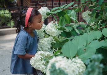 Benarkah Warna Bunga Hydrangea dapat Kita Sesuaikan dengan Sendirinya?
